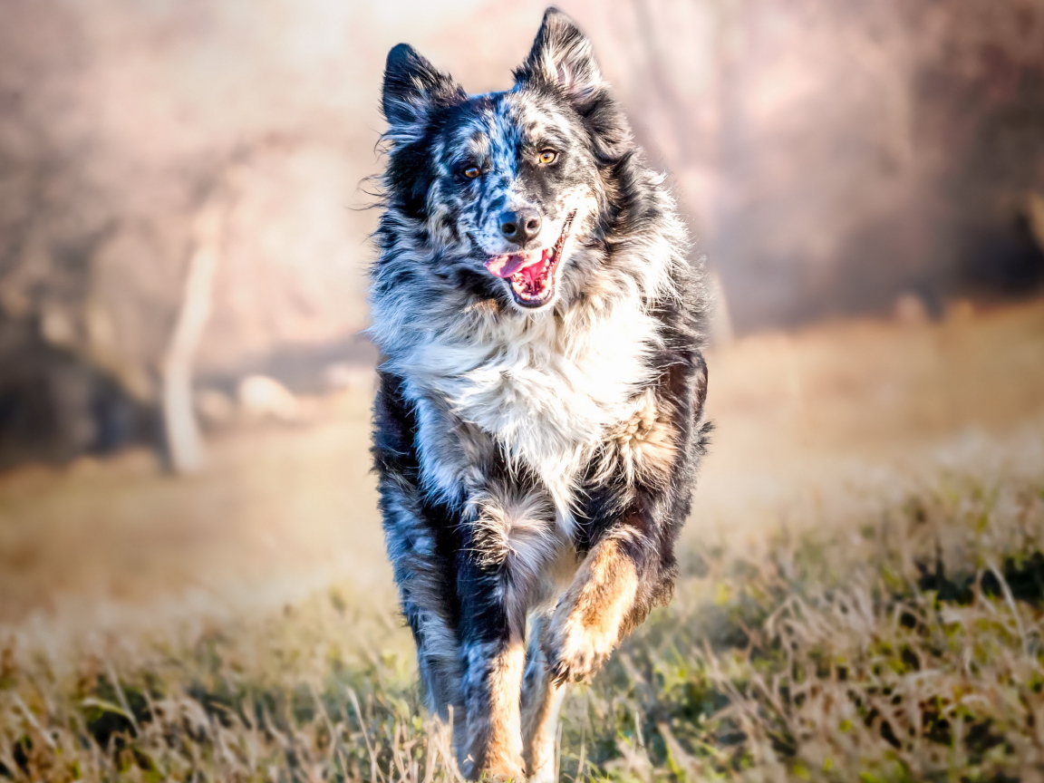 Собака породы Бордер-Колли бежит с высунутым языком по траве