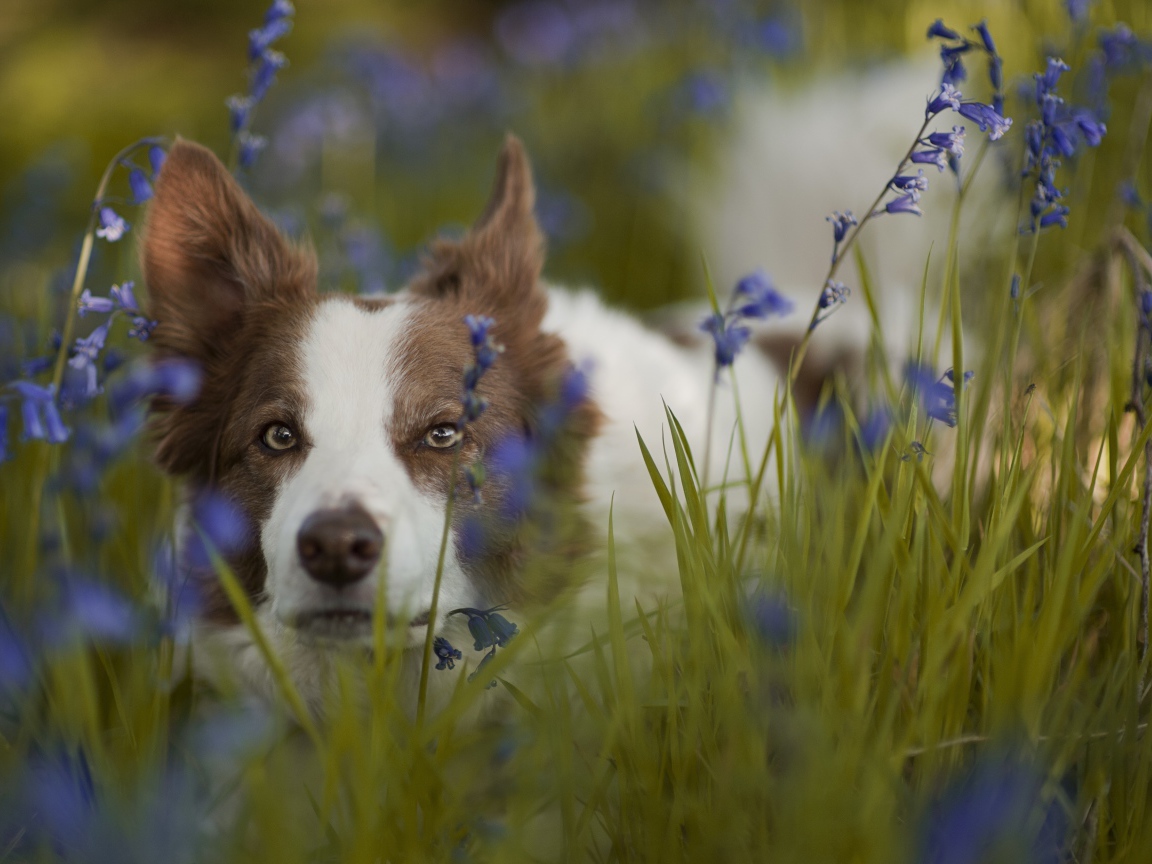 Собака породы бордер-колли лежит в синих полевых цветах