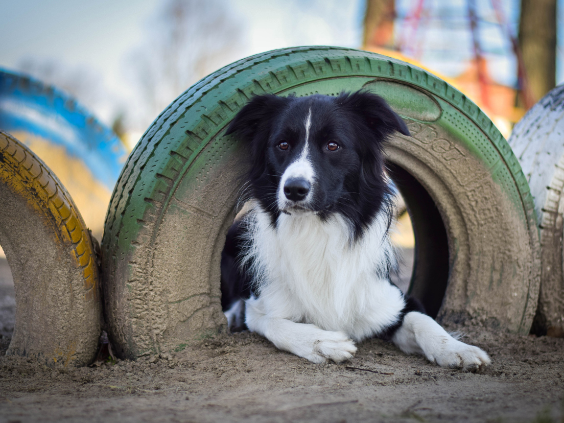 Собака поробы бордер-колли лежит под автомобильной шиной