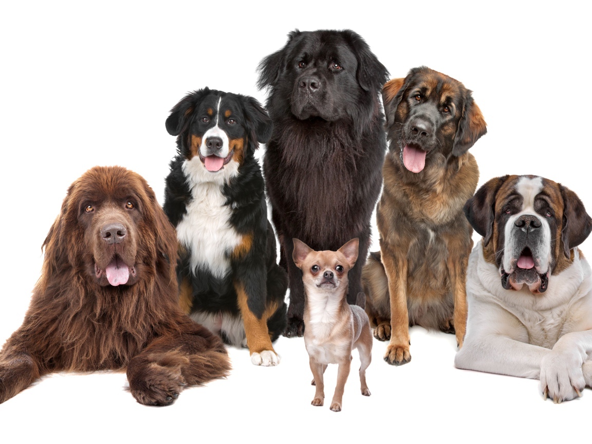 Собаки позируют для портрета на белом фоне