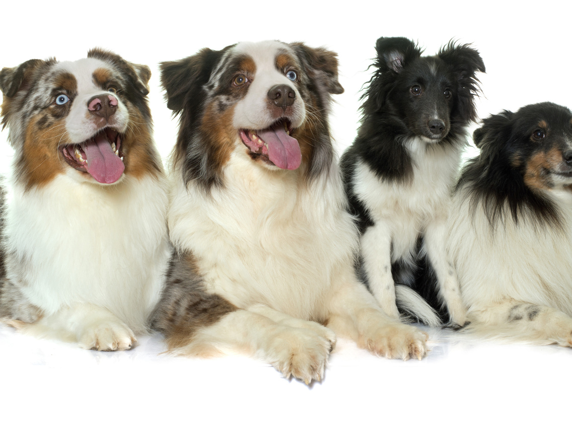 Четыре собаки породы Австралийская овчарка на белом фоне