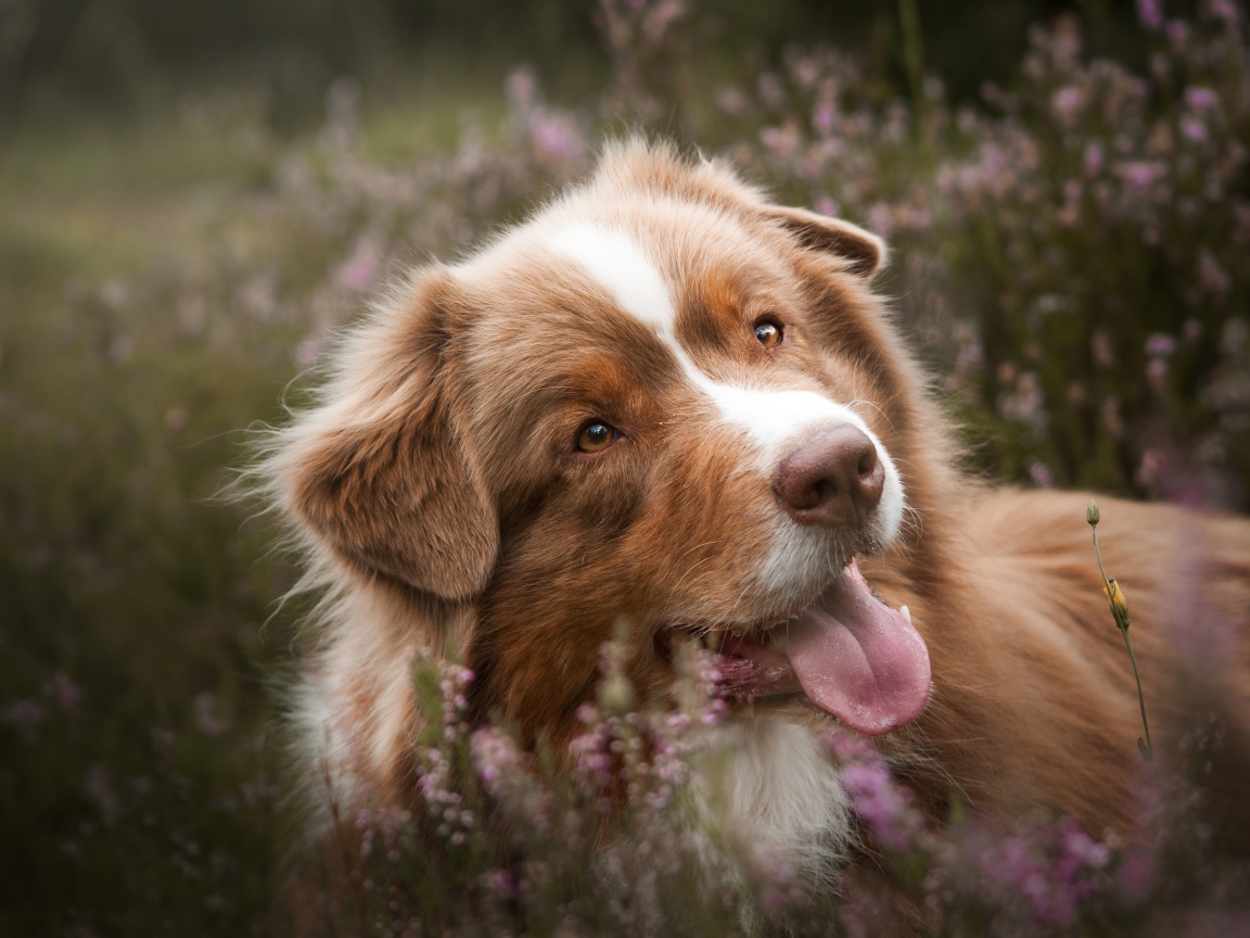 Забавная Австралийская Овчарка с высунутым языком