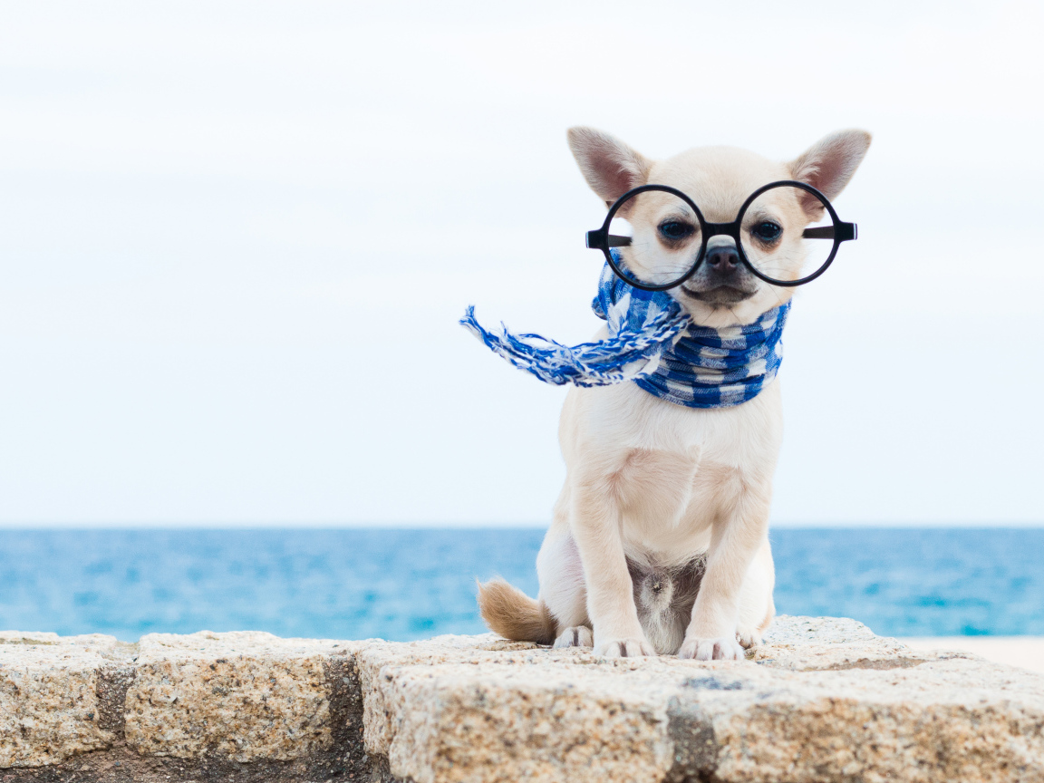 Смешной чихуахуа в больших очках и синем шарфе