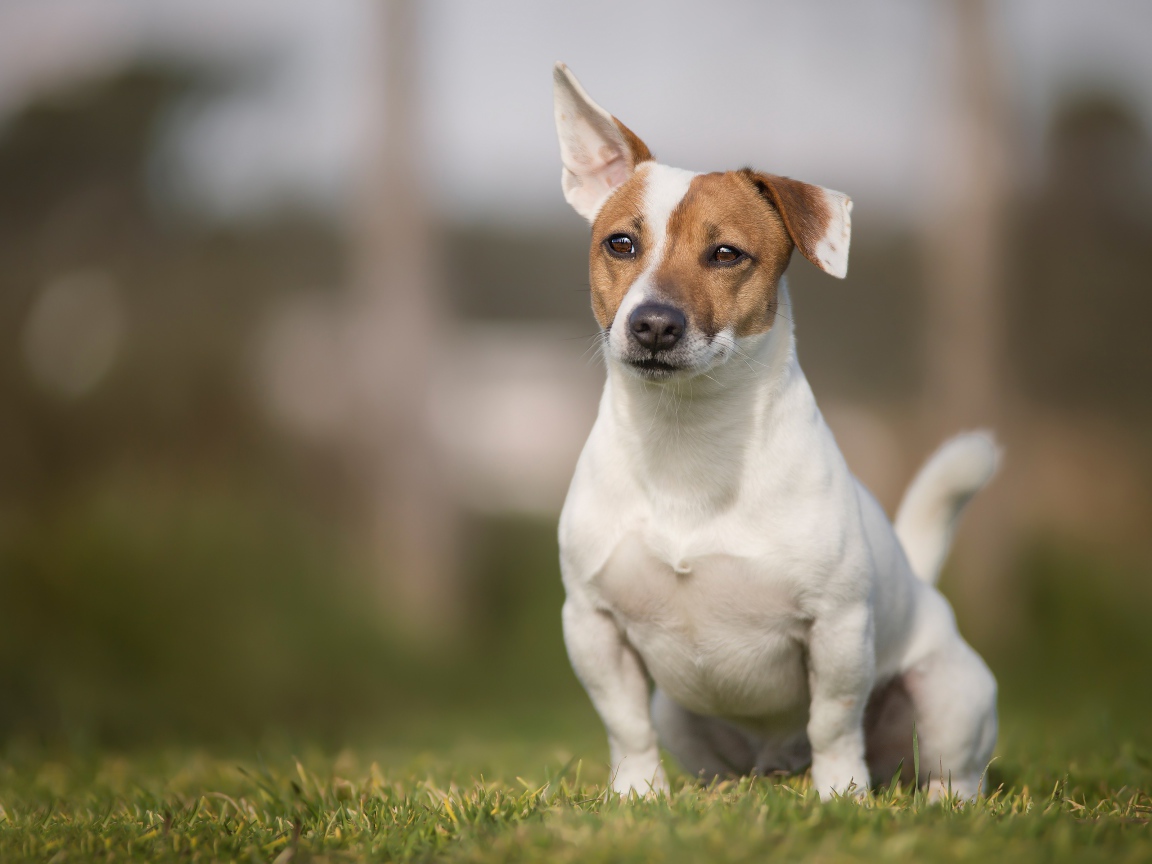 Забавный Джек-рассел-терьер сидит на зеленой траве