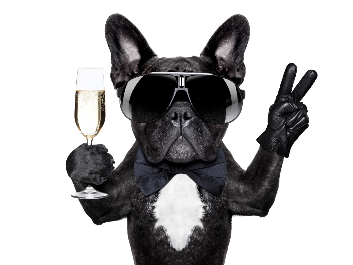 Смешной черный бульдог в очках с фужером в лапе на белом фоне