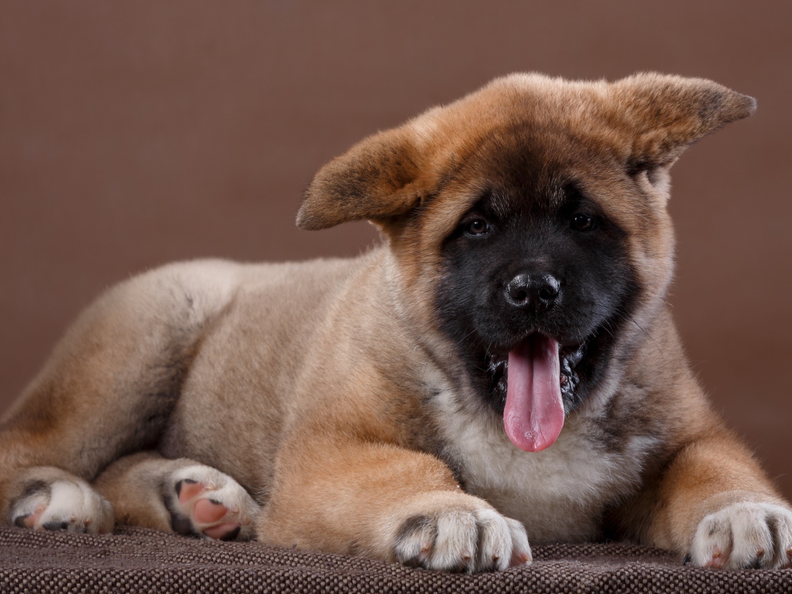 Забавный маленький щенок акита - ину  с высунутым языком