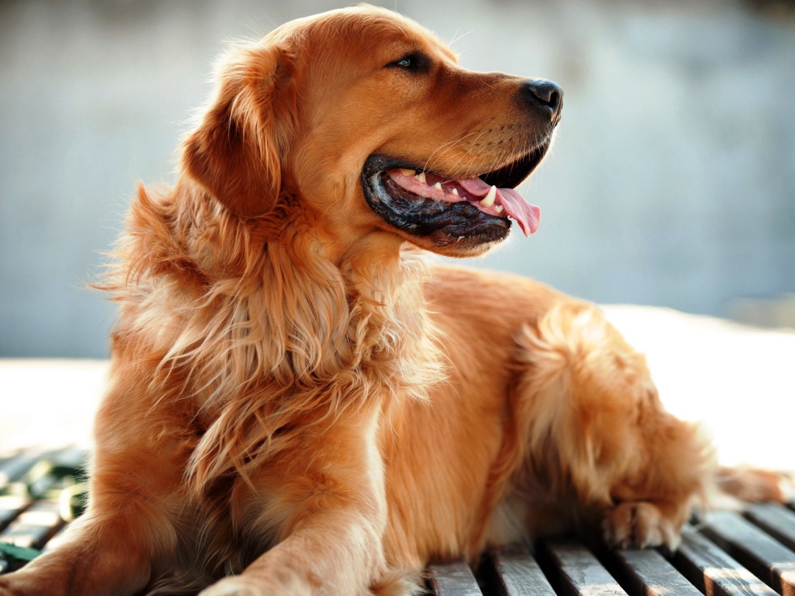Добрый золотистый ретривер с высунутым языком 