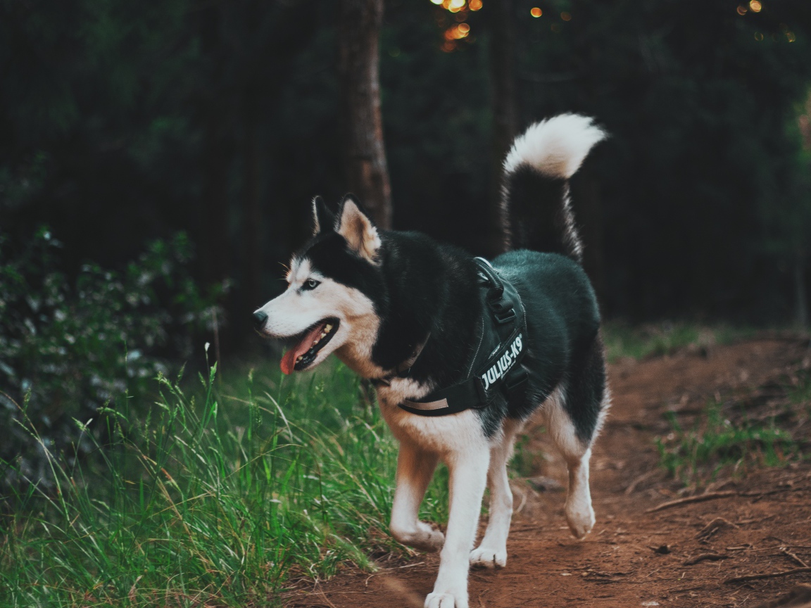 Собака породы хаски на прогулке