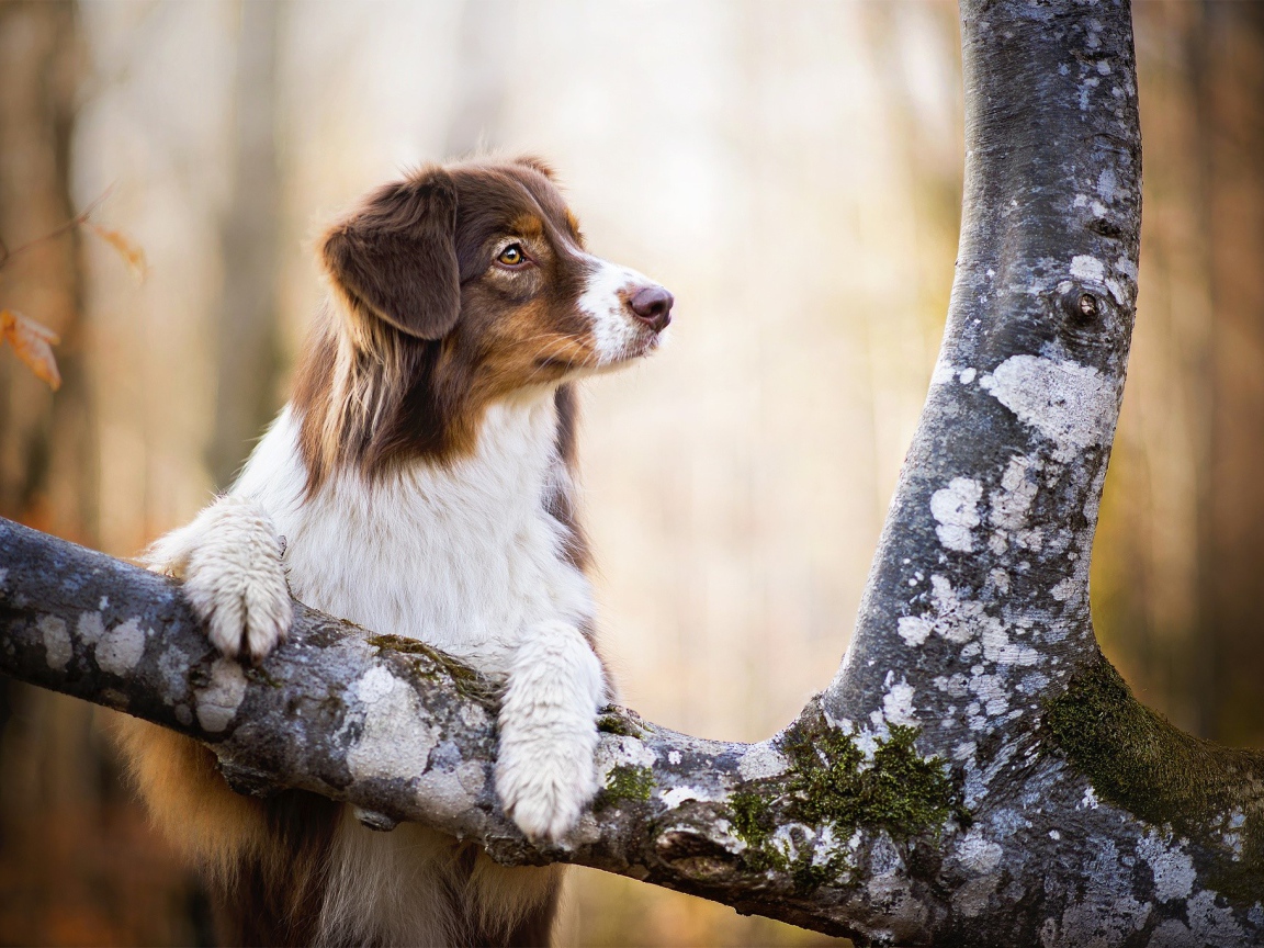 Заинтересованный взгляд собаки породы австралийская овчарка
