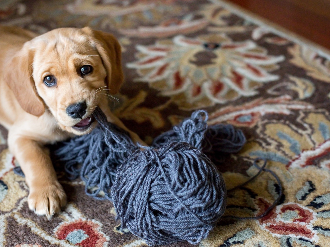 Маленький щенок грызет нитки 