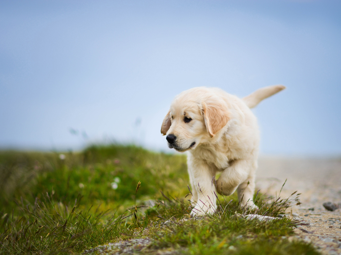 Маленький щенок золотистого ретривера идет по зеленой траве