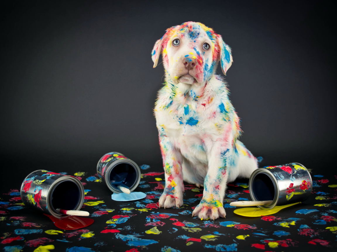 Щенок золотистого ретривера вымазался в краску