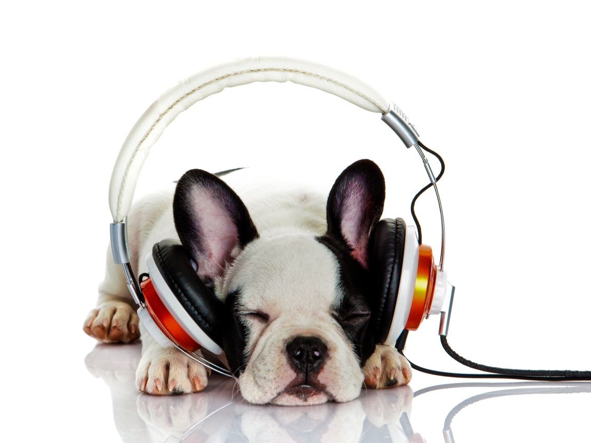 Щенок французского бульдога в наушниках 