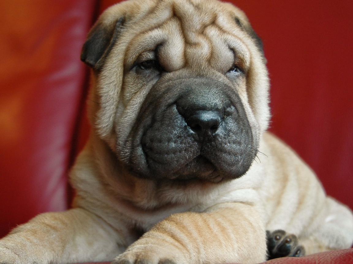 Щенок шарпея на красном фоне 