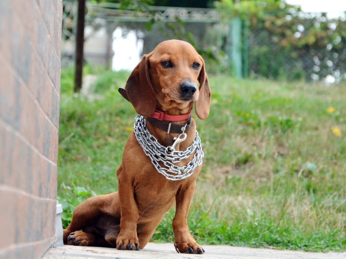 Грустная такса с цепью на шее