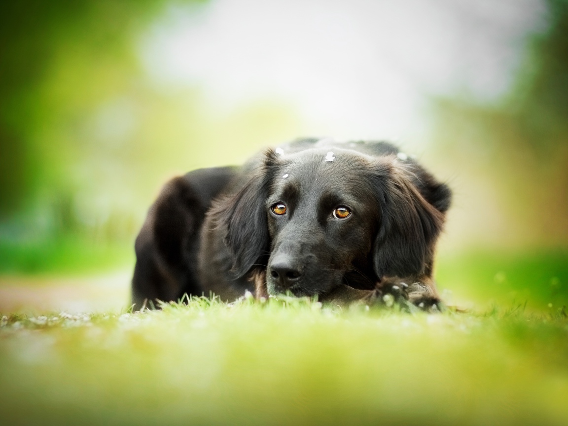 Грустный черный пес лежит на зеленой траве