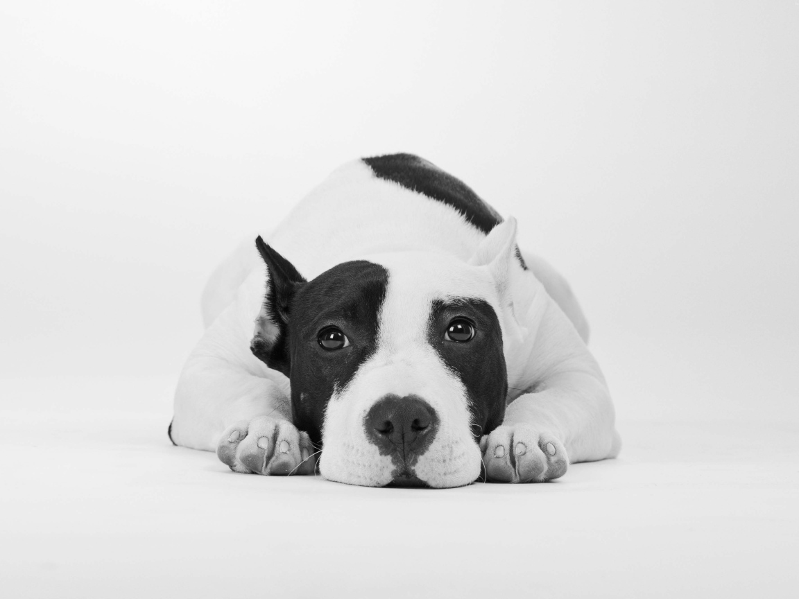 Грустный дог черно -белое фото