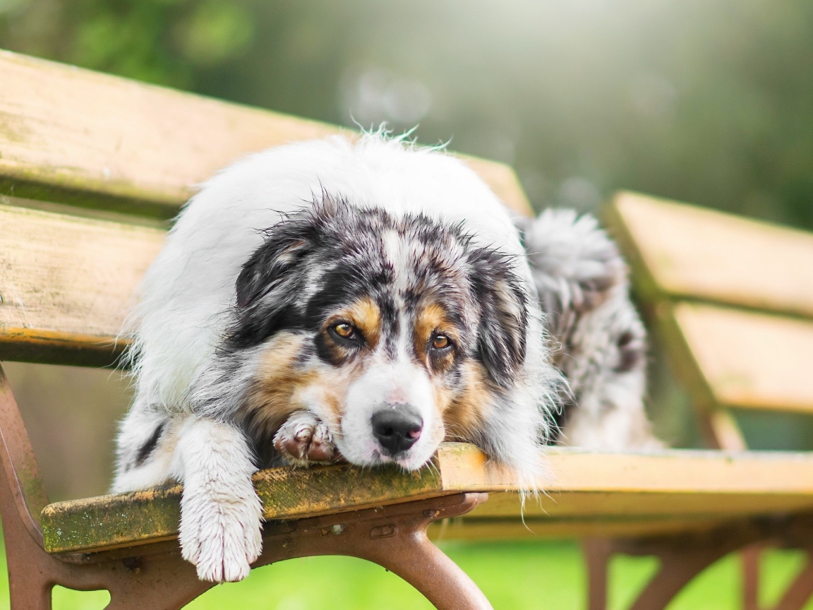 Грустная собака породы английская овчарка лежит на лавке 
