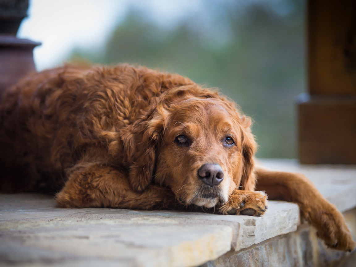 Грустный взгляд большой рыжей собаки