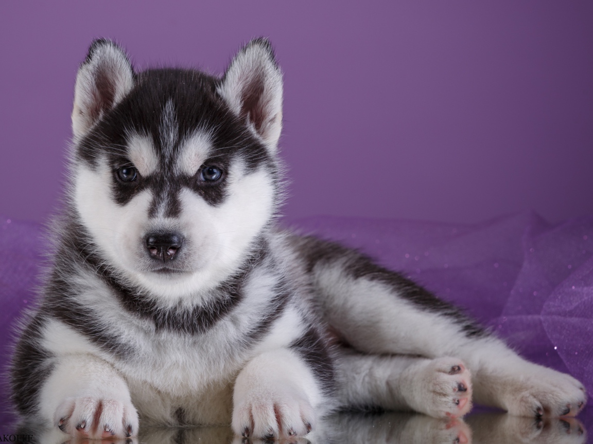 Серьезный щенок хаски лежит на фиолетовом фоне
