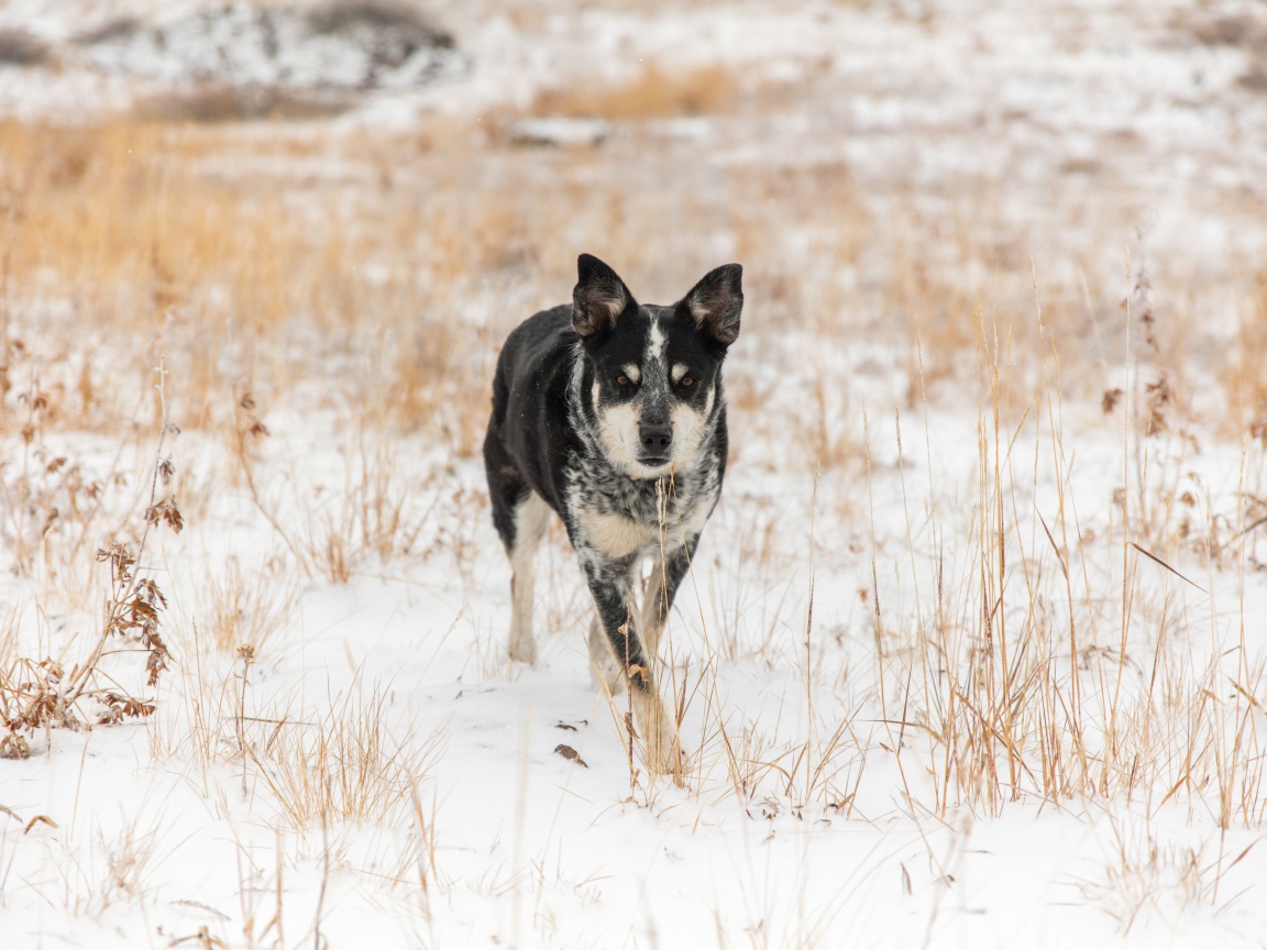 Собака идет по покрытой снегом траве