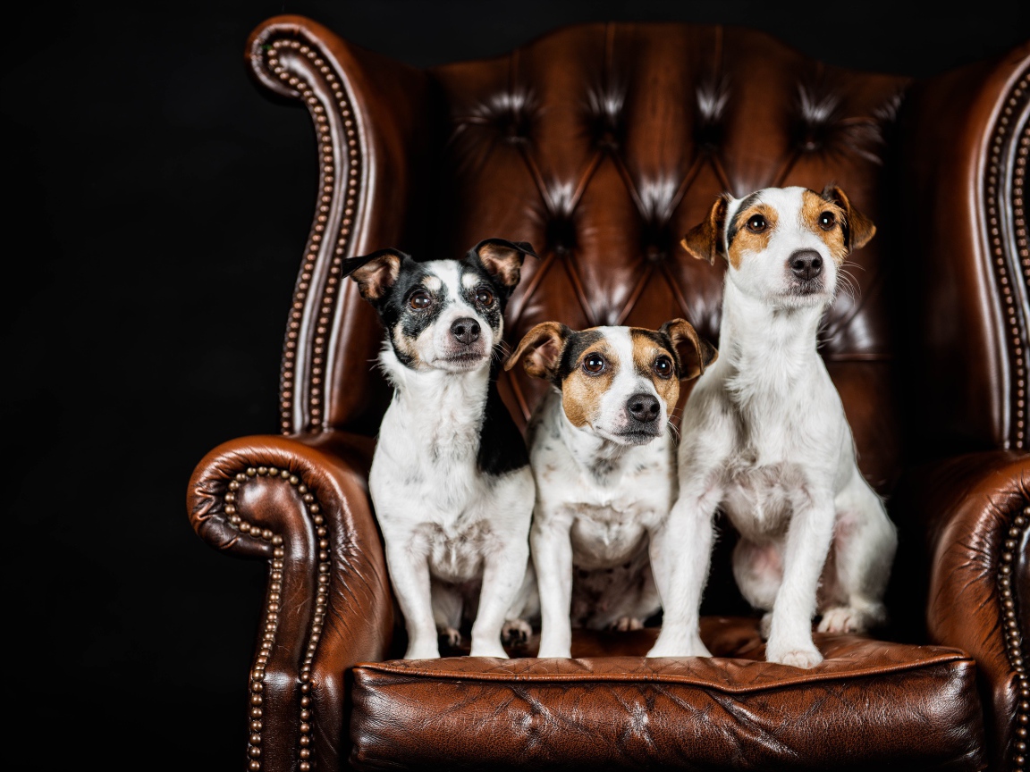 Три собаки породы Джек-рассел-терьер сидят на кожаном кресле