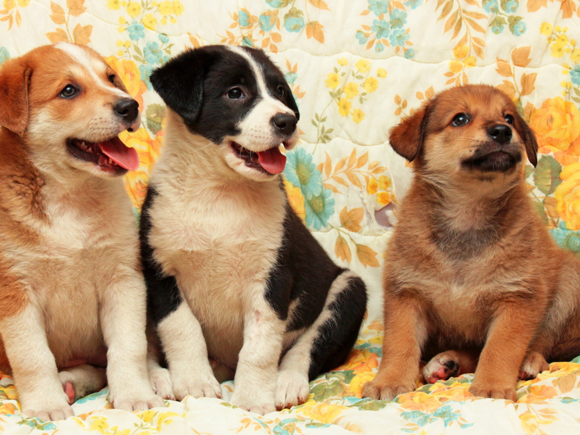 Три любопытных маленьких щенка 