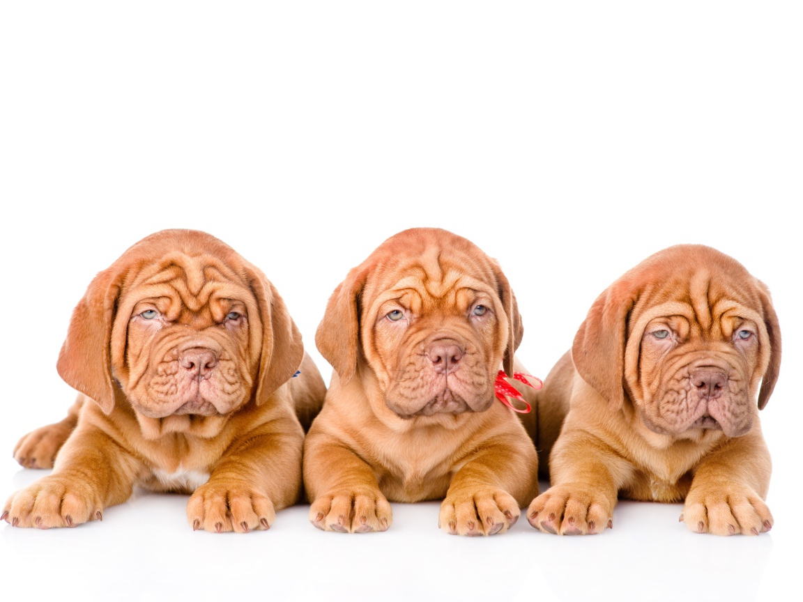 Три маленьких щенка породы Бордоский дог на белом фоне