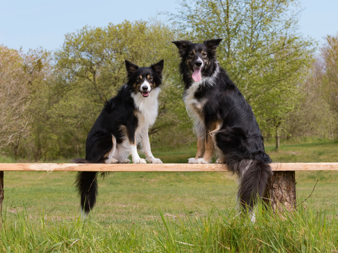 Две собаки породы бордер-колли сидят на деревянной лавке