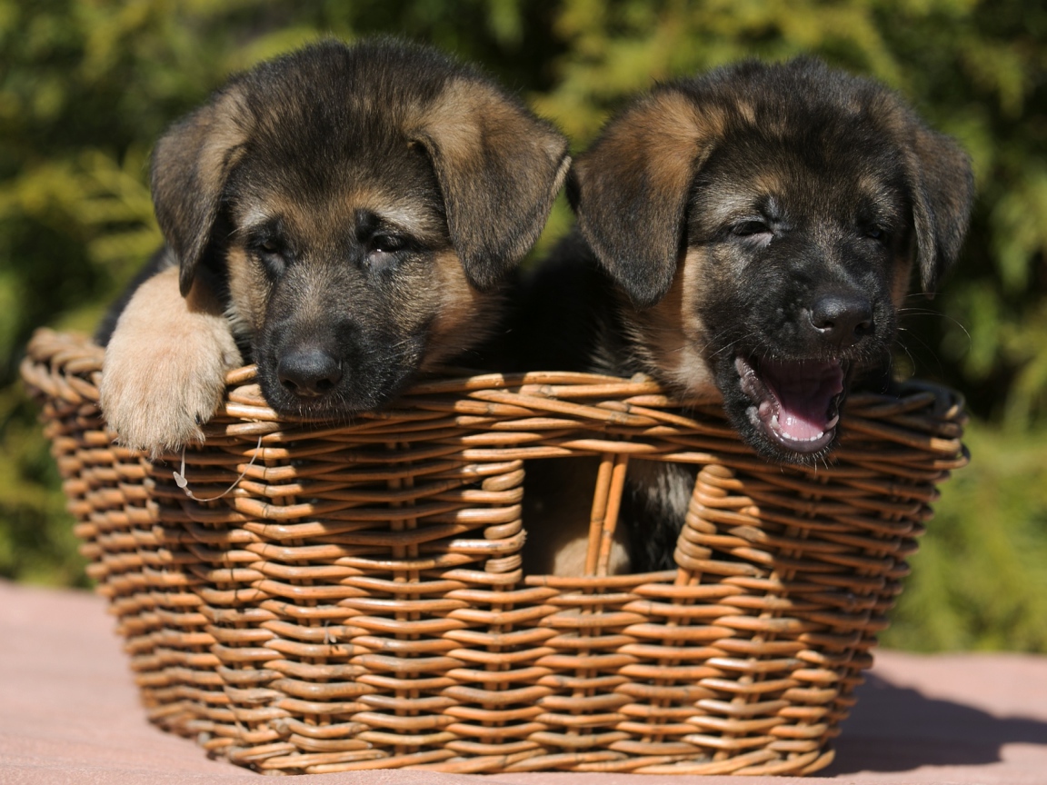 Два щенка немецкой овчарки в плетеной корзине 