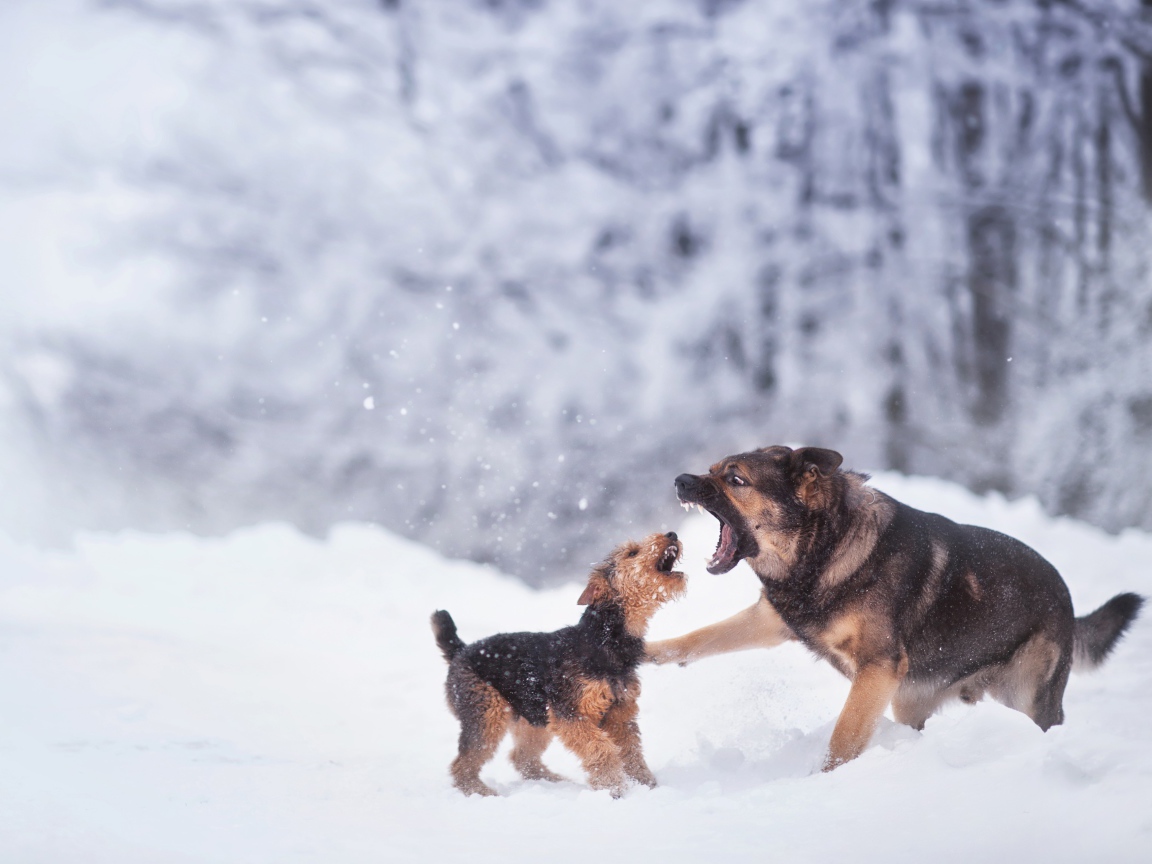 Две собаки играют на снегу