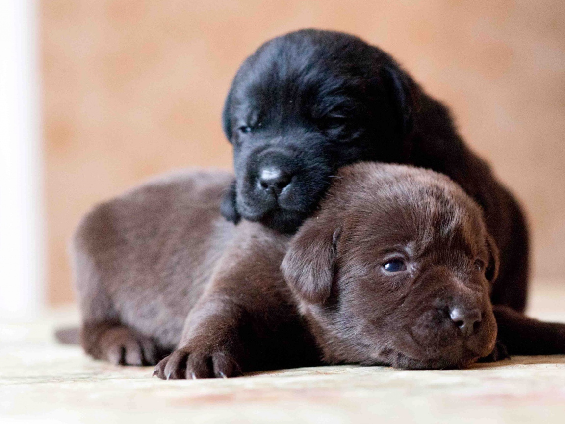 Два маленьких милых щенка лабрадора