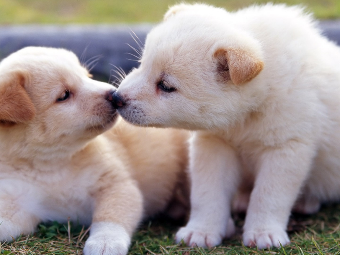 Два маленьких  забавных щенка золотистого ретривера 