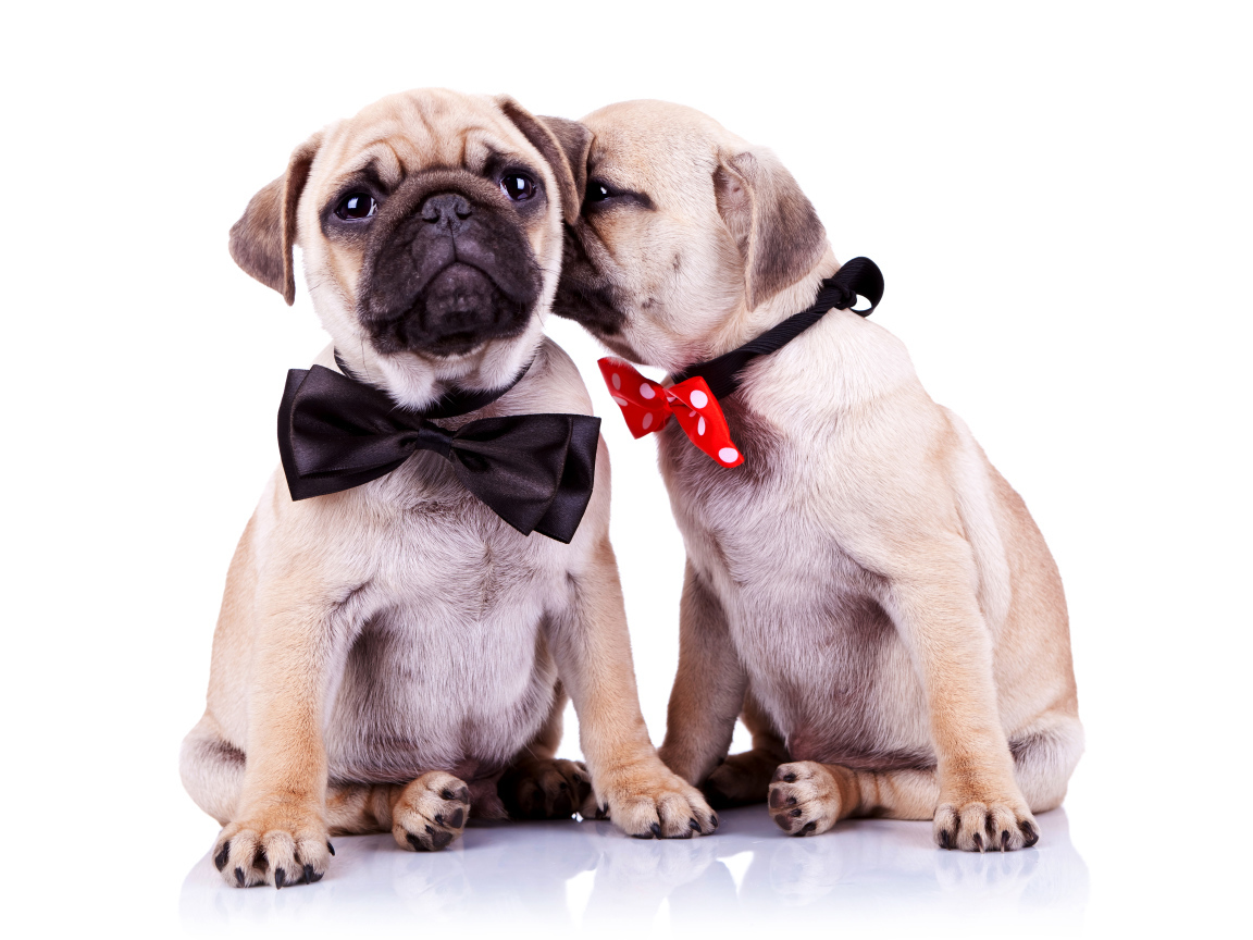 Два щенка бульдога с бантиками на шее на белом фоне