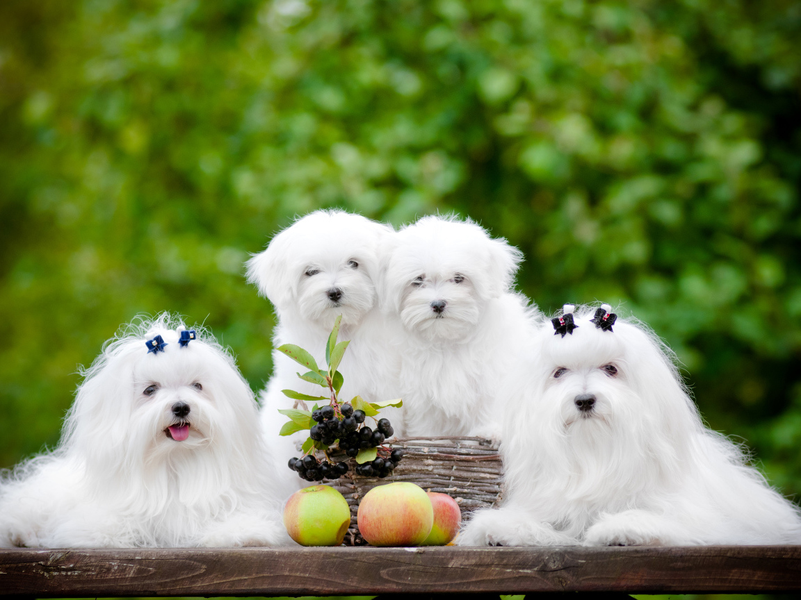 Две белых собаки породы Мальтийская болонка с щенятами