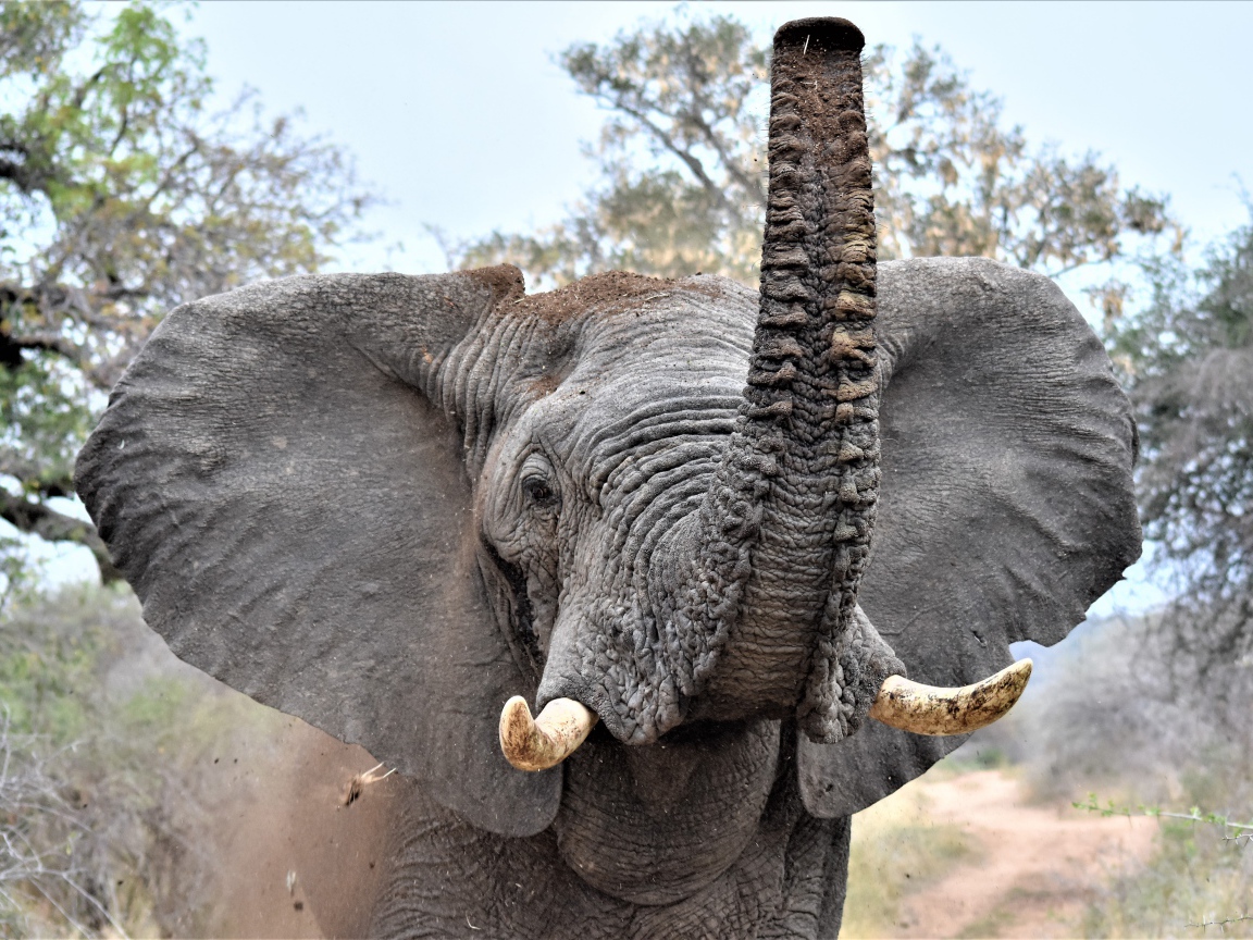 Большой серый слон с поднятым хоботом