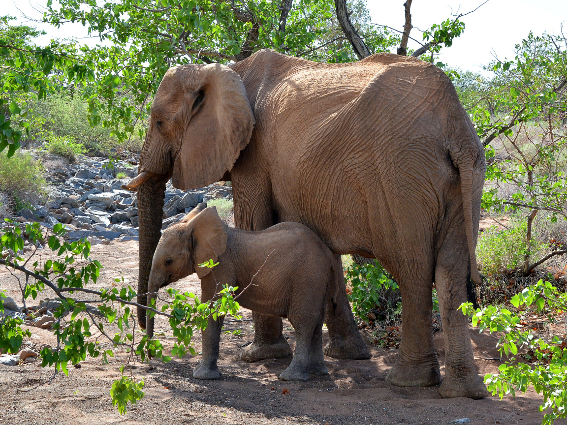 Мама слон с маленьким слоненком