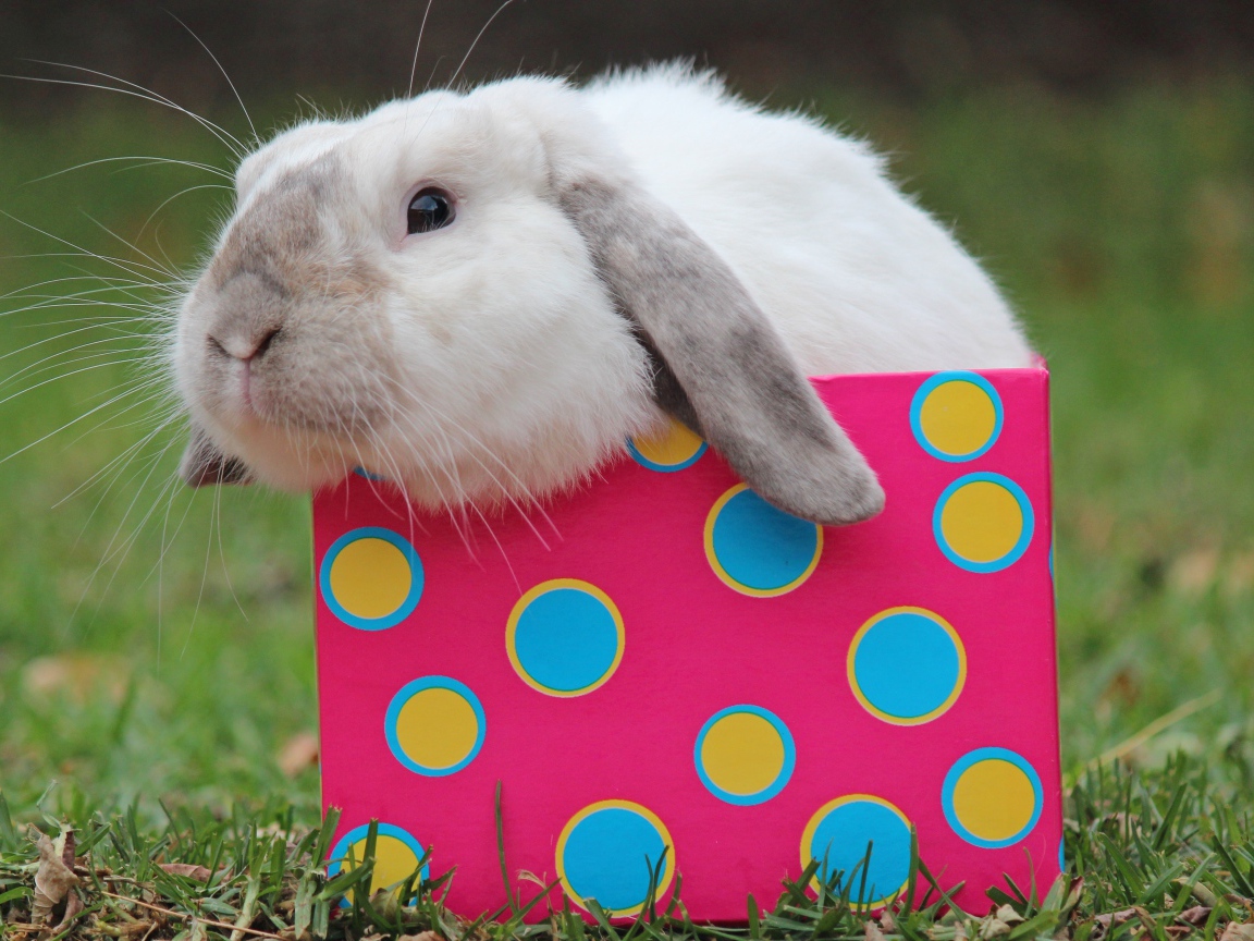 Забавный декоративный кролик сидит в разноцветной коробке