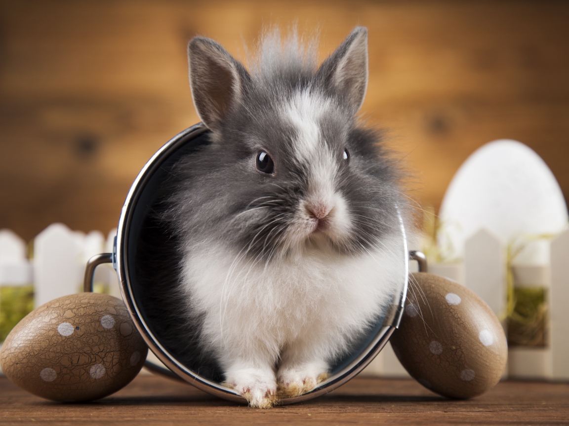 Милый пушистый декоративный кролик