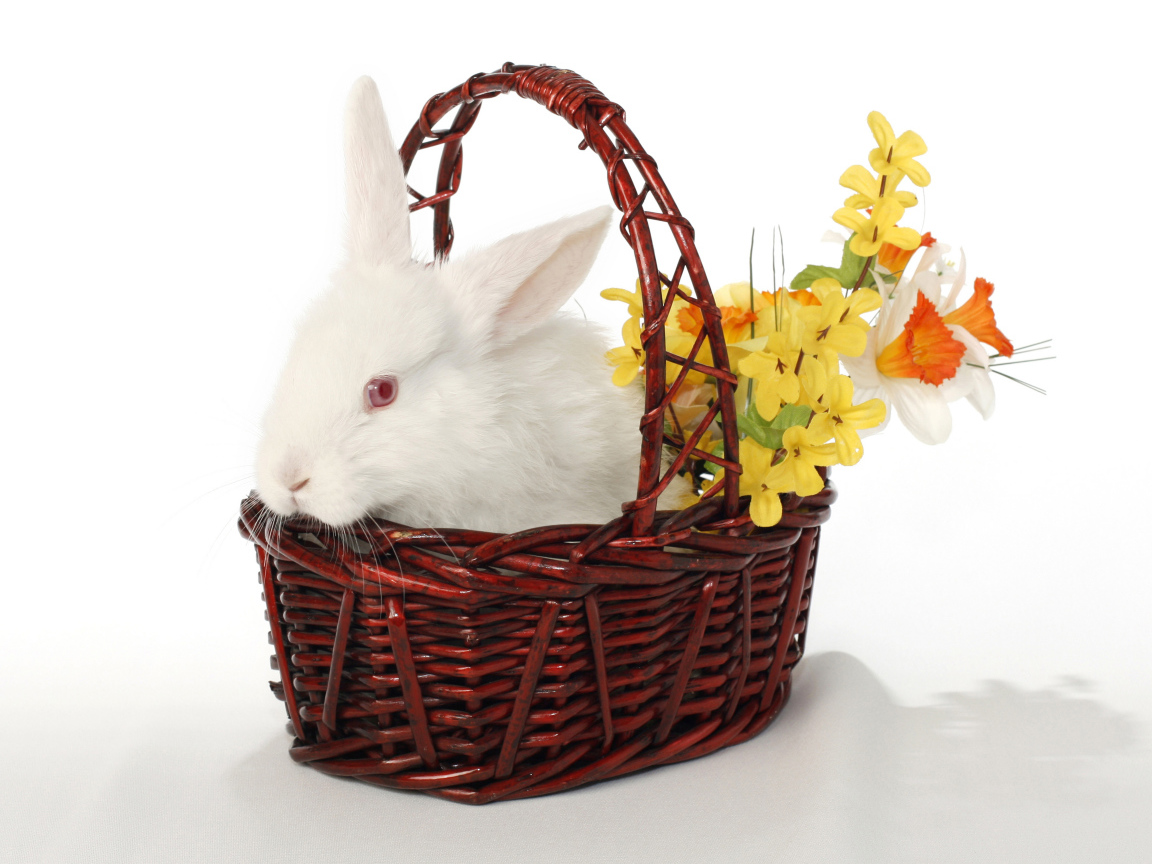Белый кролик в корзине с цветами на белом фоне