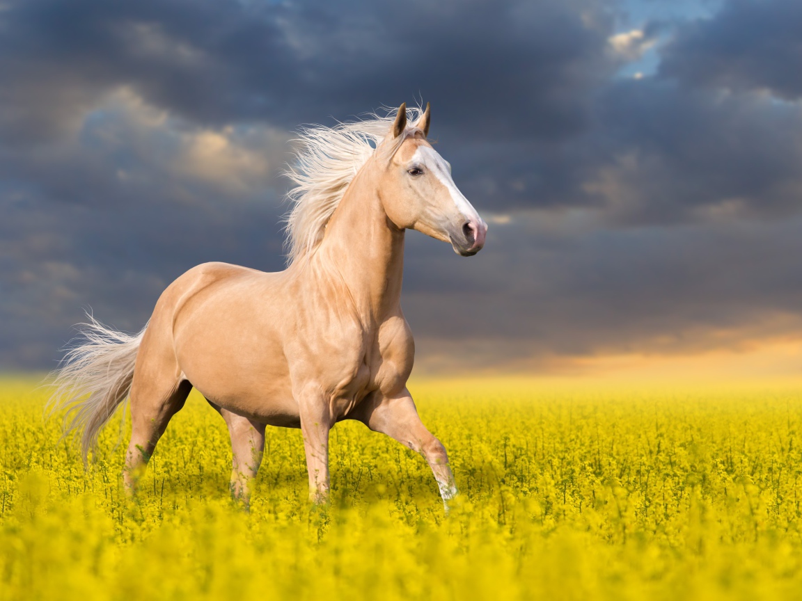 Красивая лошадь скачет по полю с желтыми цветами на фоне красивого неба
