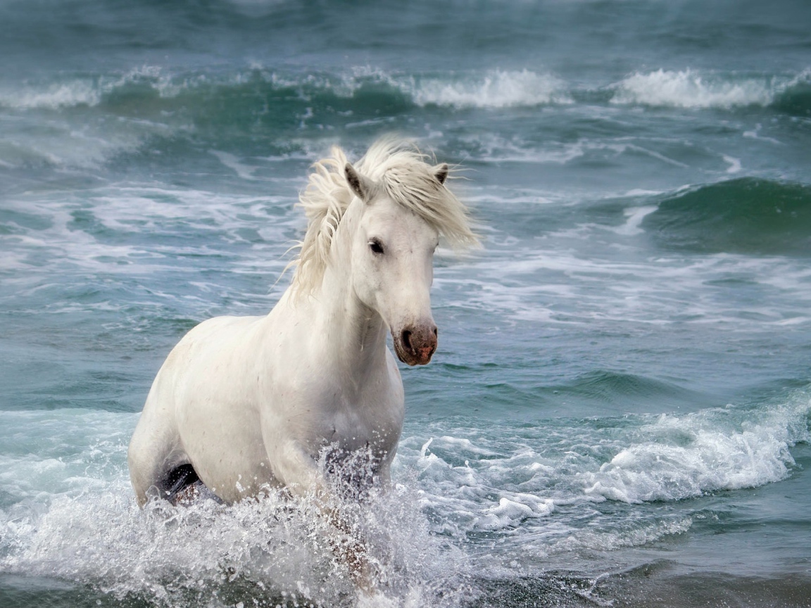 Красивая белая лошадь в воде 