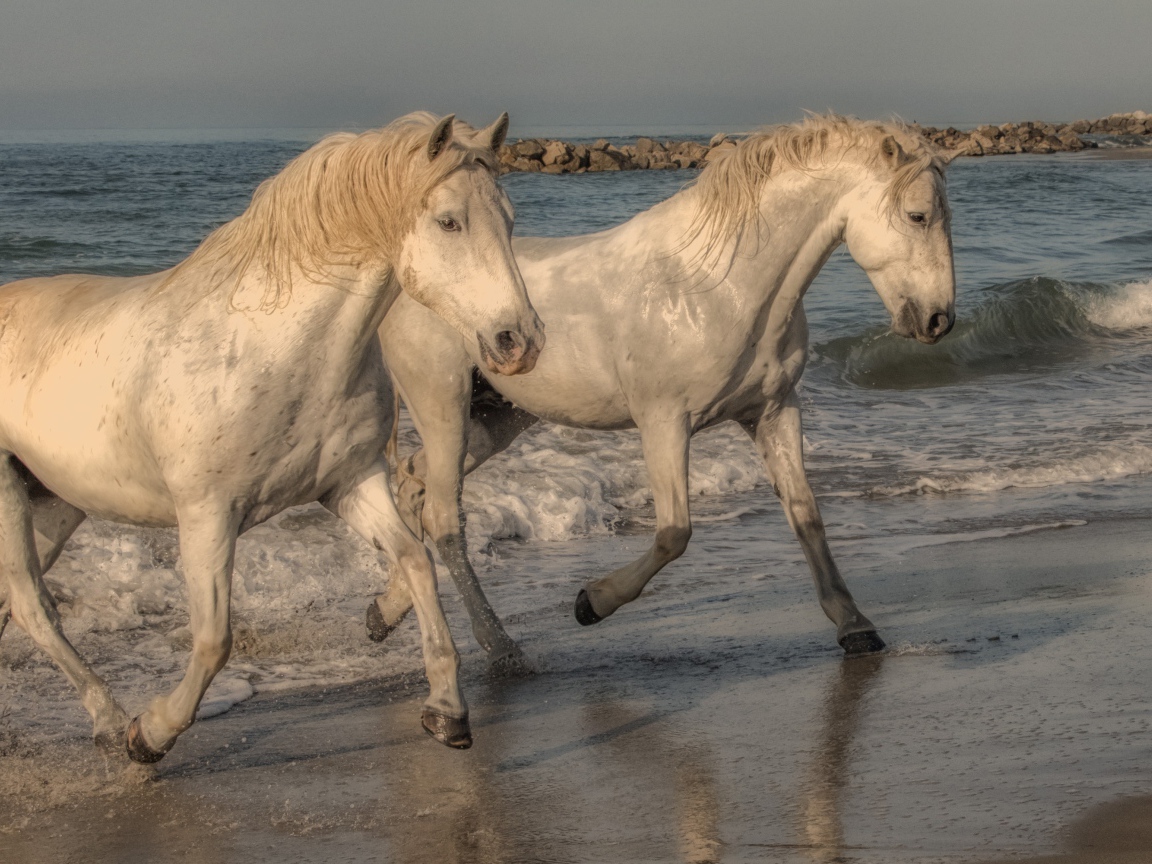 Две белые лошади бегут по песку на берегу моря