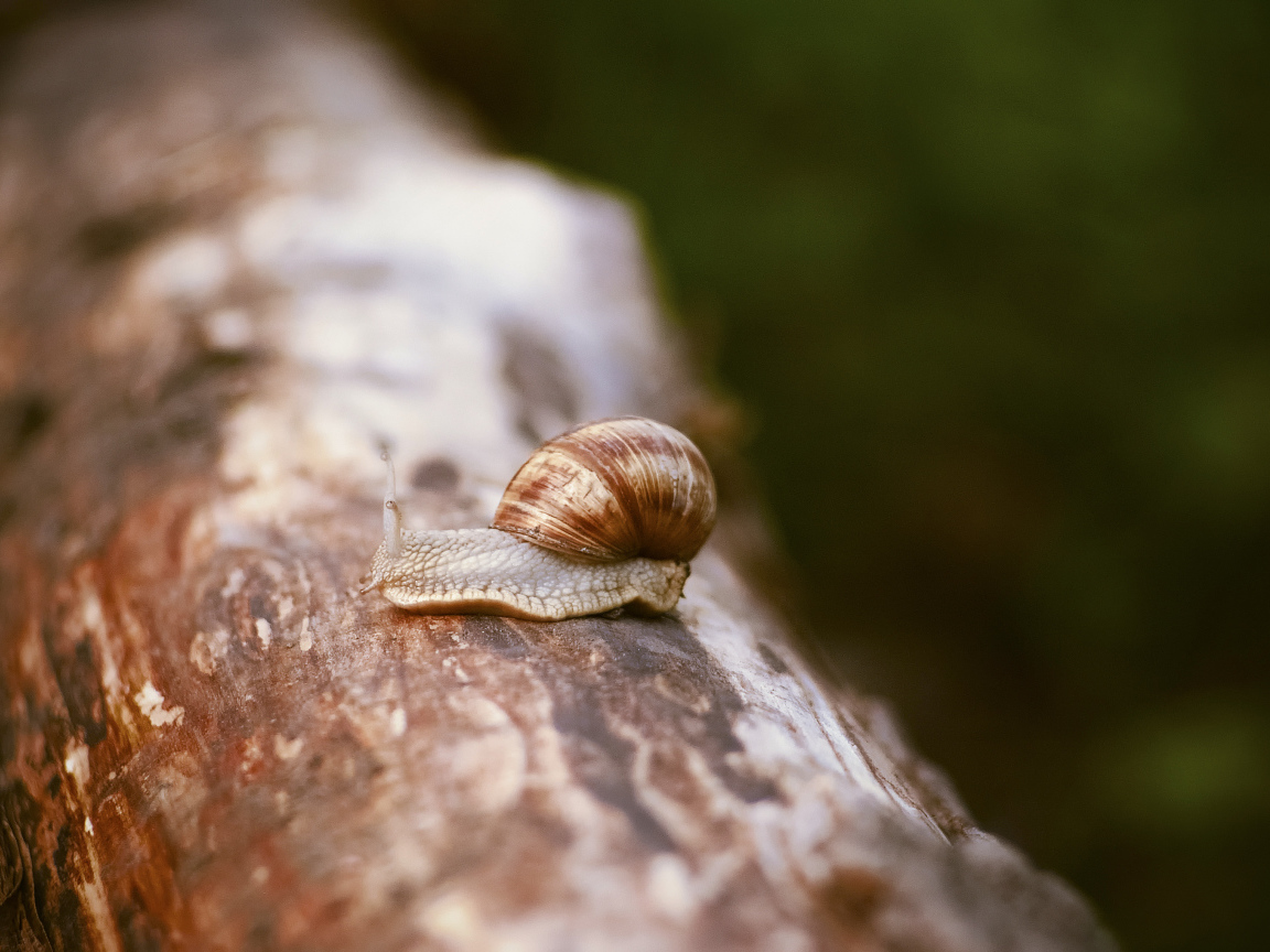 Улитка сидит на сухом стволе дерева