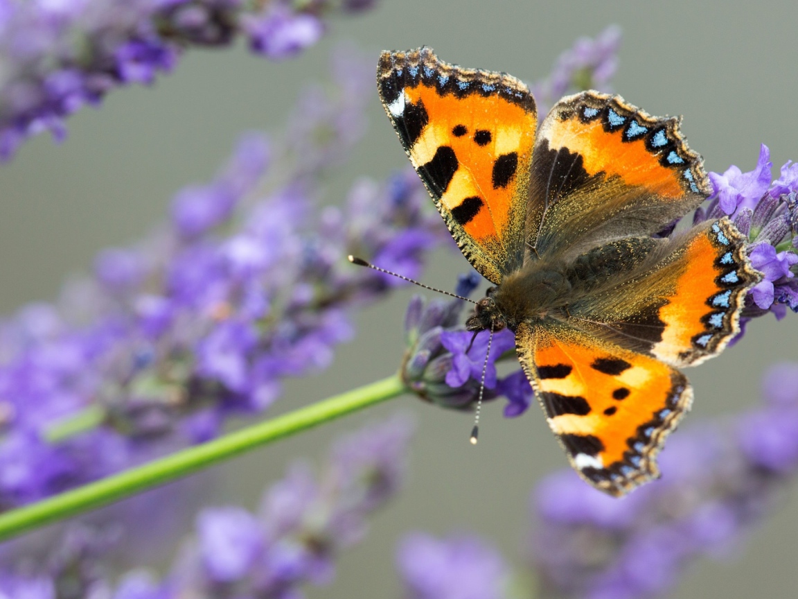 Коричневая бабочка сидит на лавандовом цветке 