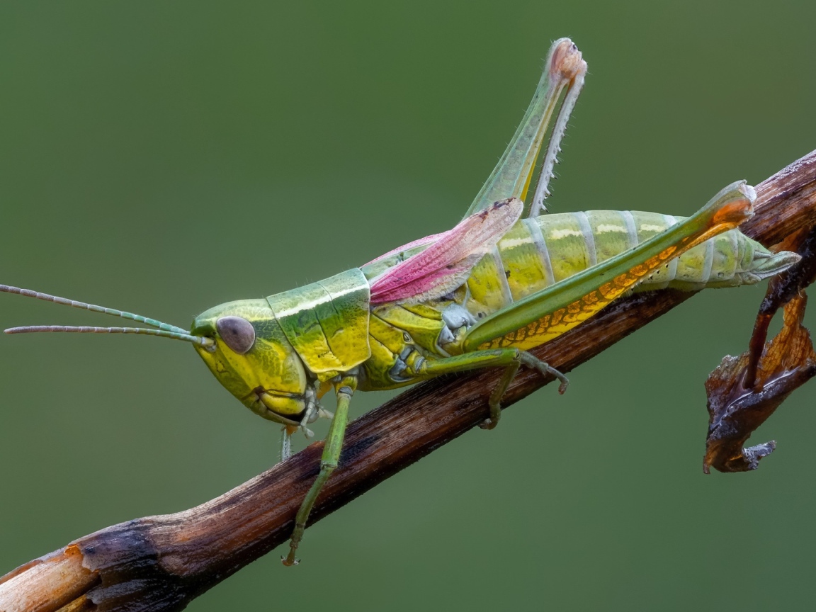 Зеленый кузнечик на ветке крупным планом 