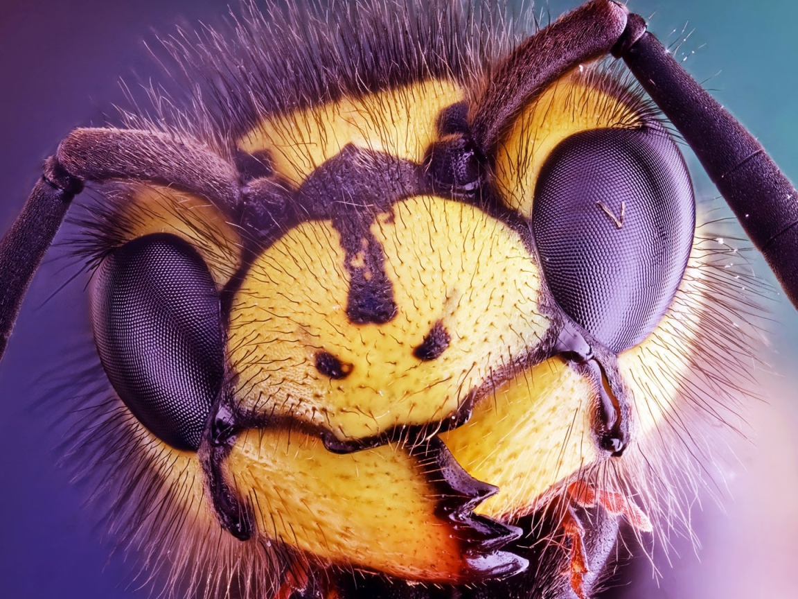 Голова осы крупным планом 