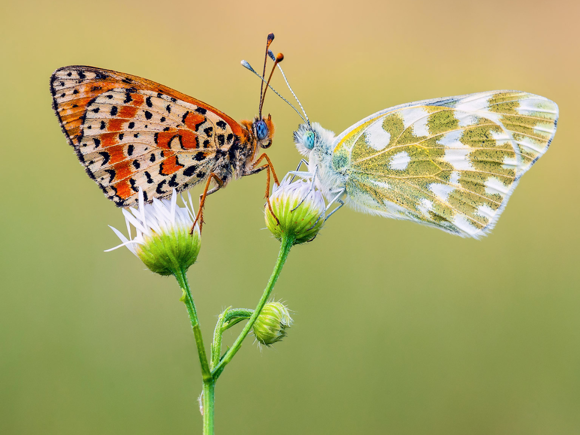 Две красивых разноцветных бабочки на цветке 