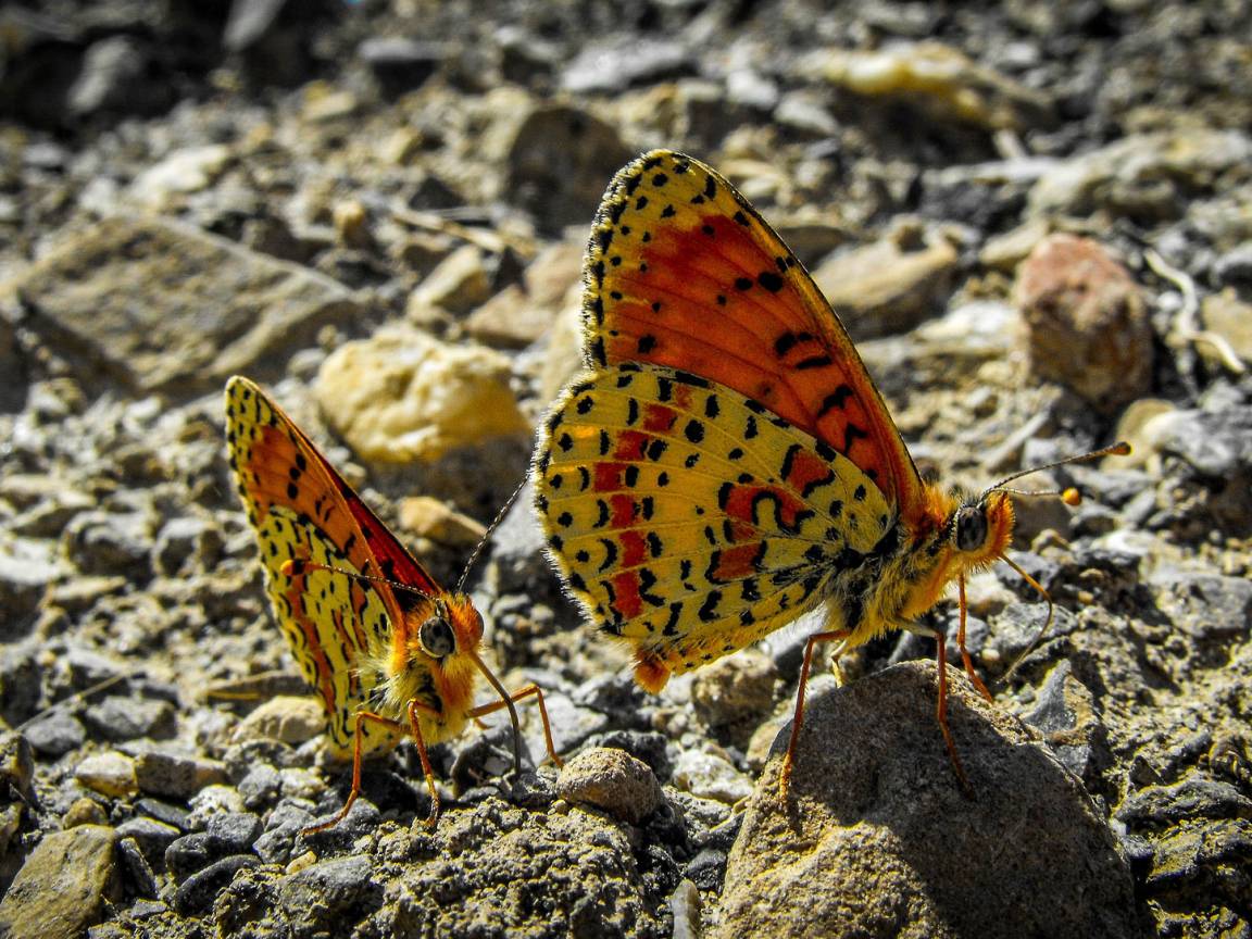 Две бабочки сидят на камне крупным планом