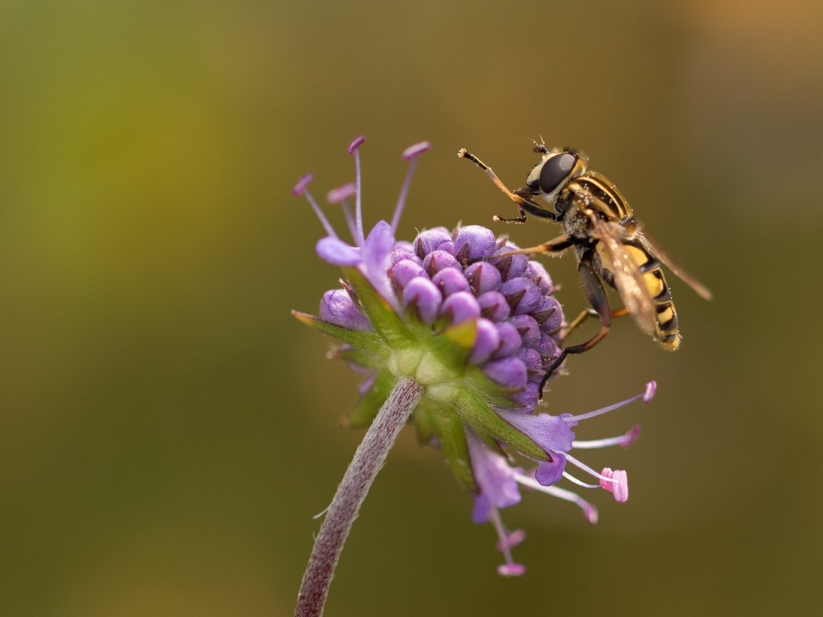 Оса сидит на красивом фиолетовом цветке